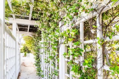Vineyard Trellis Installation in Conroe, TX