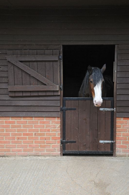Horse Stall Repair in Wilmington, NC