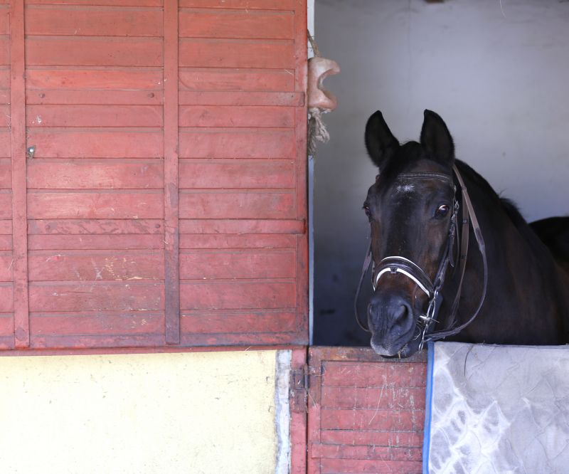 Horse Stall Repair in Conroe, TX