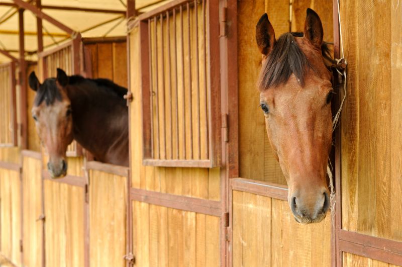 Horse Stall Repair in Conroe, TX