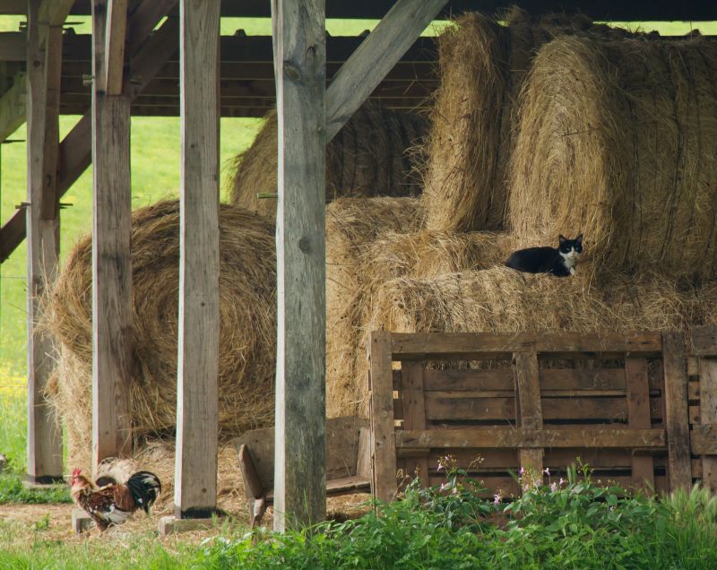 Livestock Barn Construction in Wilmington, NC